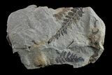 Pennsylvanian Fossil Fern (Neuropteris) Plate - Kentucky #154668-1